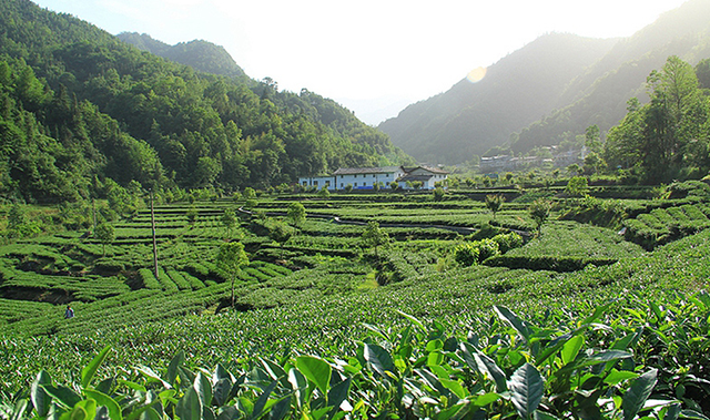 三秦大地的"小骄傲"历史名茶紫阳富硒茶