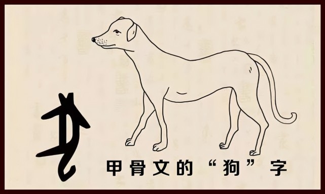 甲骨文的"狗"字,准确地说应该是一个象形字"犬(如下图,细长的身体