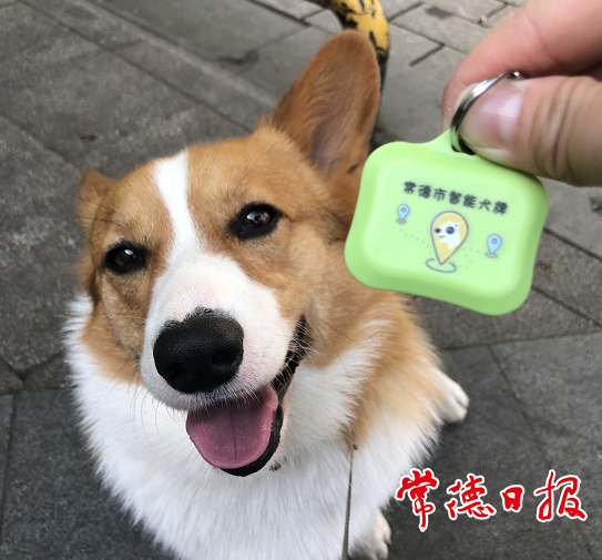 市民陈女士为爱犬办理了电子养犬证市公安治安支队民警向记者介绍