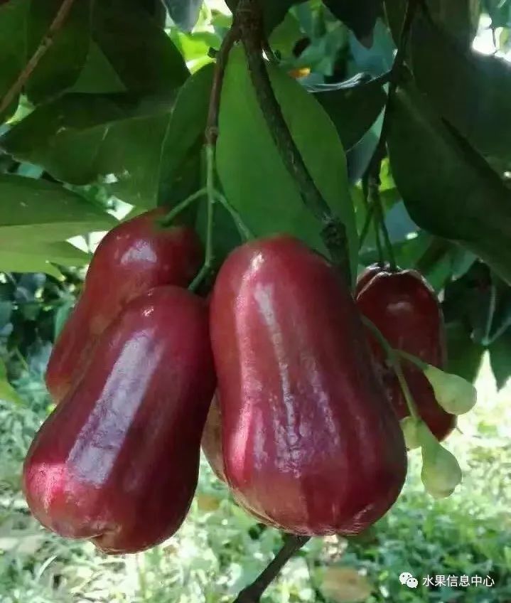 莲雾图鉴黑珍珠巴掌黑金刚黑糖芭比蜜风铃你都认识吗