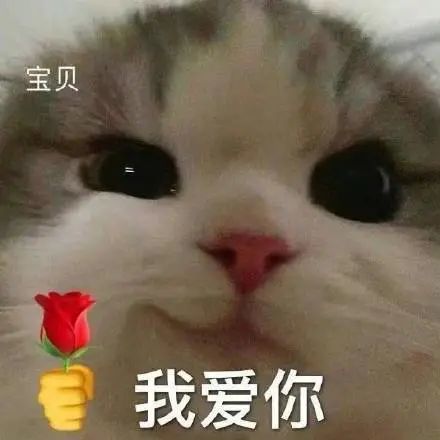 表情包拿花的猫咪