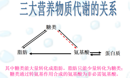 如果热量充足,过剩的蛋白质会转化为脂肪