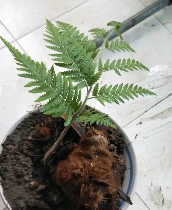网上卖的"金毛狗蕨",国家珍稀保护植物,千万别买,小心吃牢饭