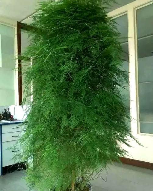 在养护过程中,一定要做好修剪工作,当文竹出现枝叶枯黄或停止生长时