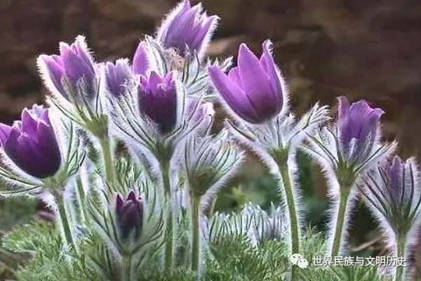 植物界全系列毛茛目毛茛科八白头翁