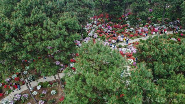 这个景点的名字叫放牛村杜鹃园,位于南岸区南山街道放牛村境内,大家