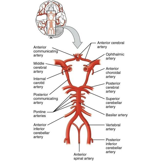 大脑动脉坏 circle of cerebral artery  又称willis 环,是一个动脉