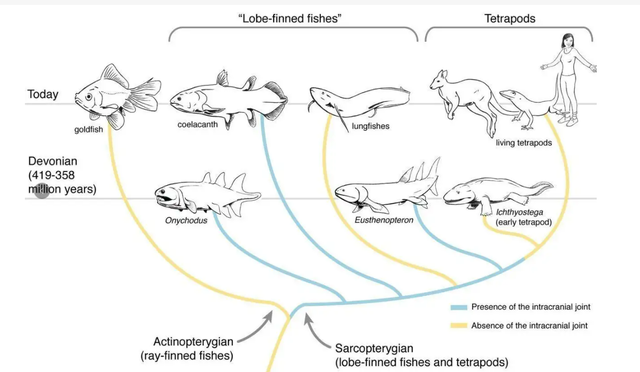 科学家人类是从鱼进化来的化石为证揭秘鱼到人类的进化过程