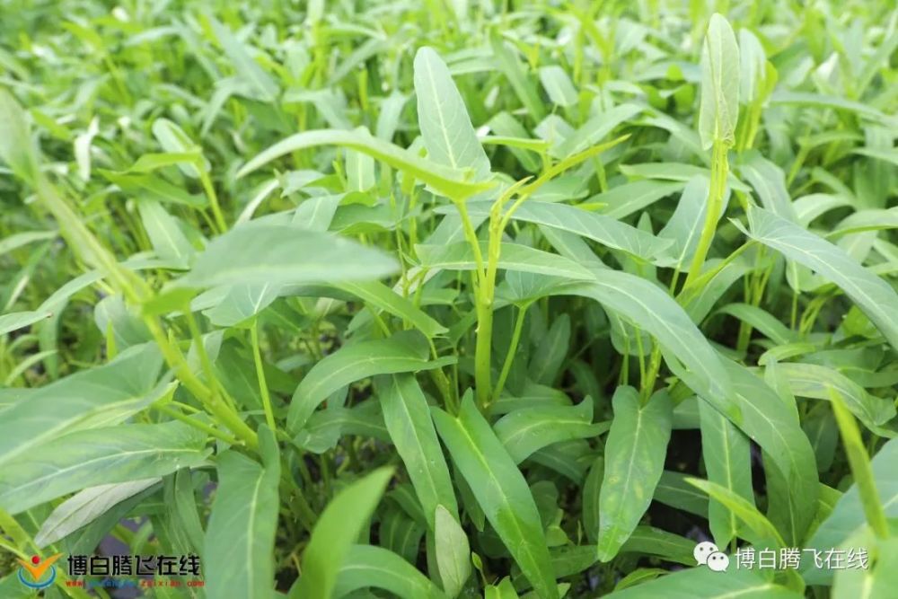 博白水田空心菜抢鲜上市啦批发55斤