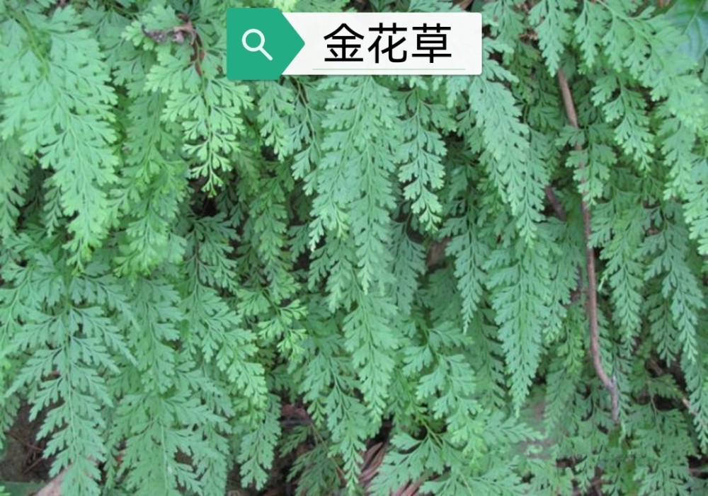 小叶金花草为中国蕨科植物野鸡尾的全草一,典籍摘要1.