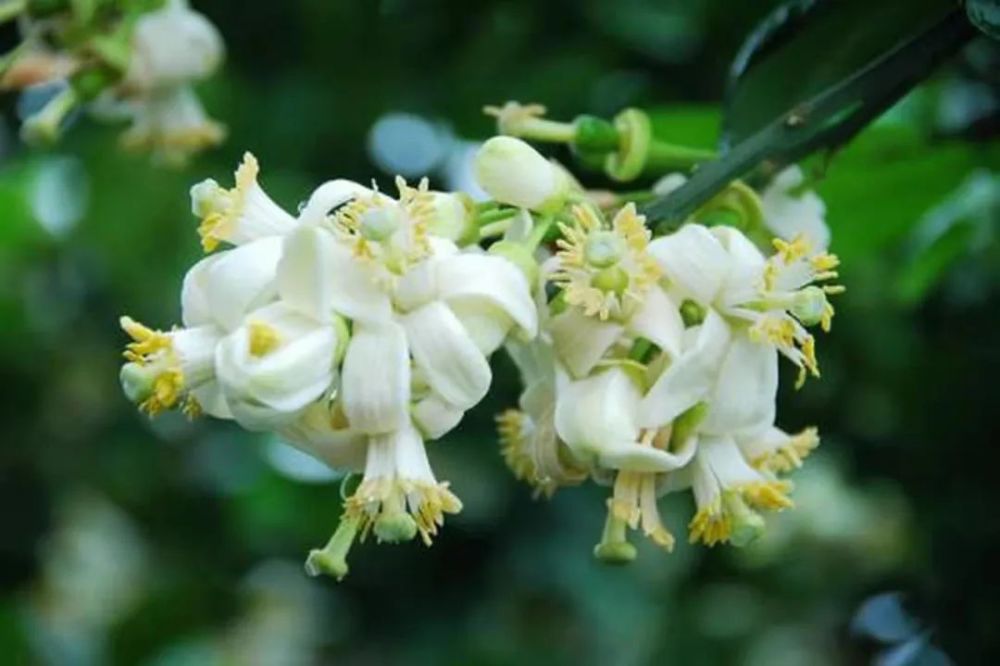柚子花被俘虏于三百六十度无死角的香气花名册no00080
