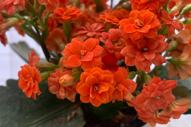 "闪耀橙"长寿花,重瓣橙色系列,中花玫瑰叶品种