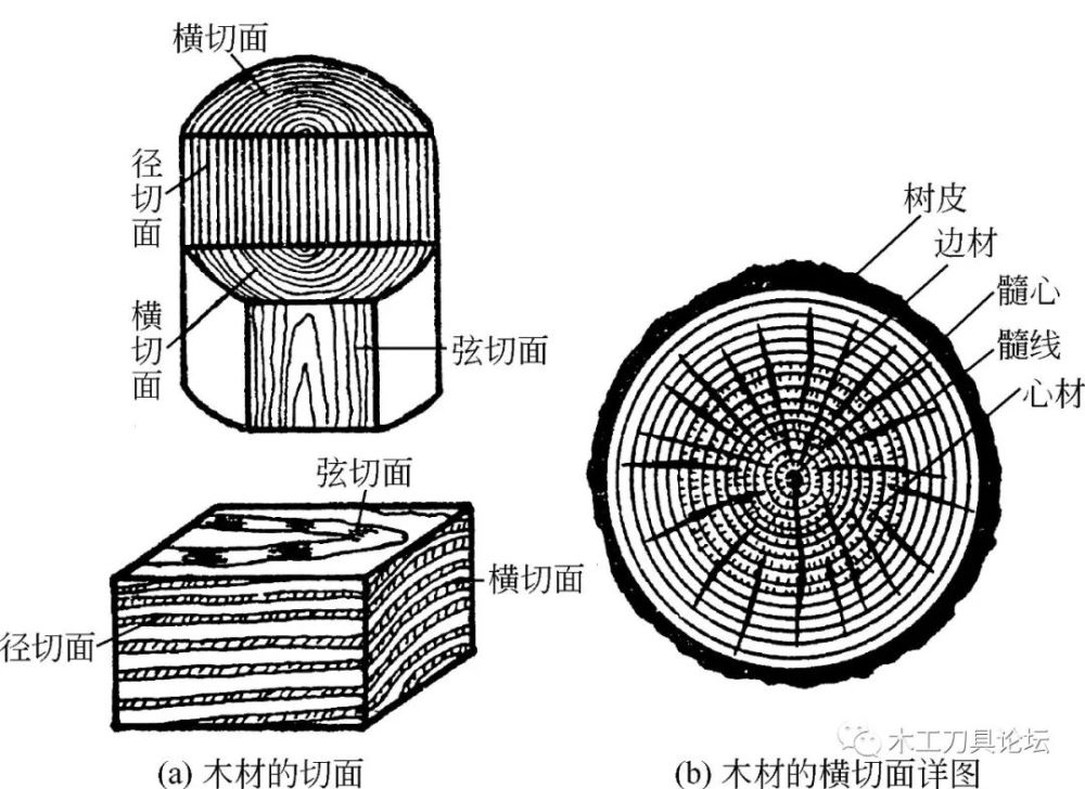 木材的宏观构造(3)弦切面 沿树木生长的方向,但不通过髓心锯开的切面