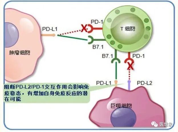 重磅盘点国内10款上市pd1pdl1抑制剂的适应症医保价格