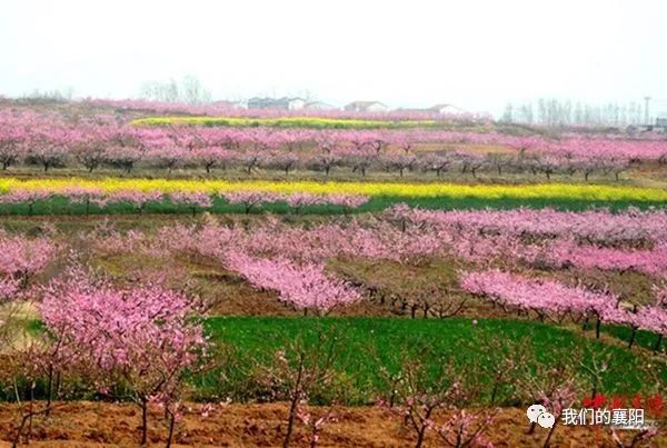 蔬菜—荷花湖(葡萄,火龙果,莲蓬—姚庵村(梨子—尹集桃花岭