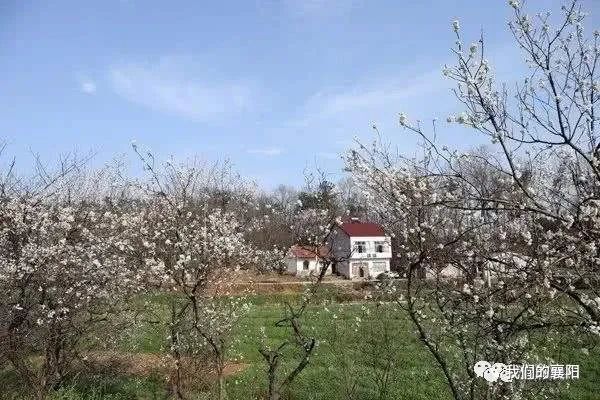 胡坪现代农业种植可以赏桃花,采摘桃子.