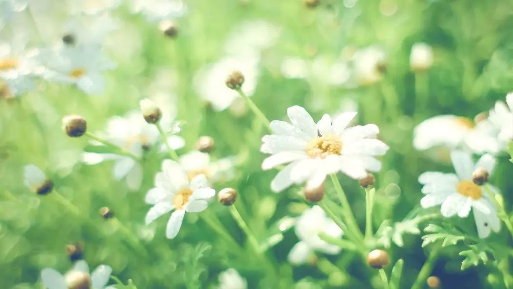 比利时吉他大师戈雅如果你清甜优雅醉人心间