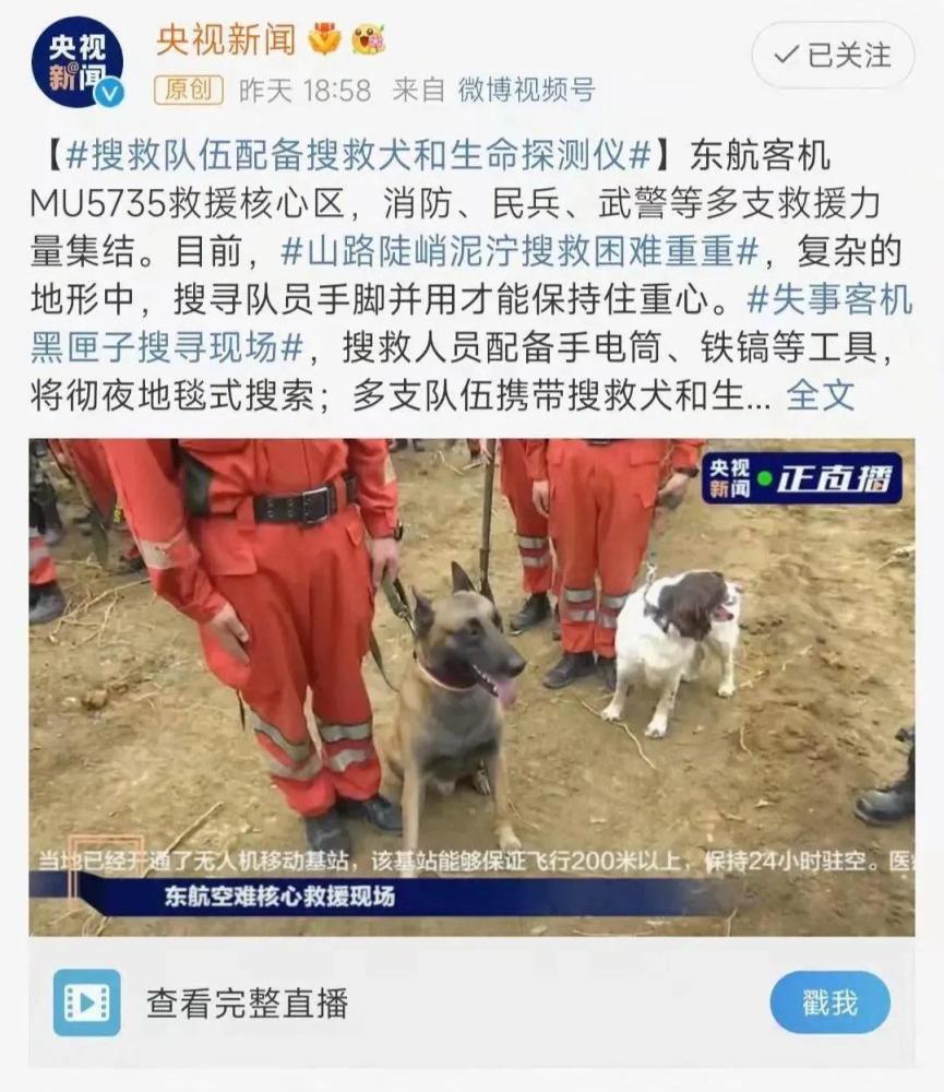 搜救犬有多厉害为什么要让它参与东航mu5735搜救工作呢