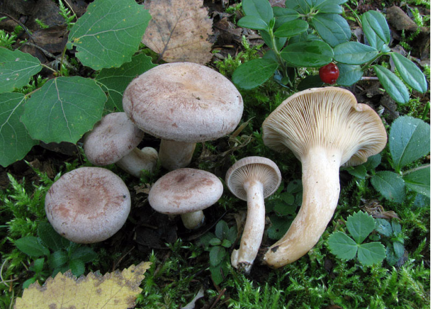 荒野维生野菜系列—浅灰香乳菇