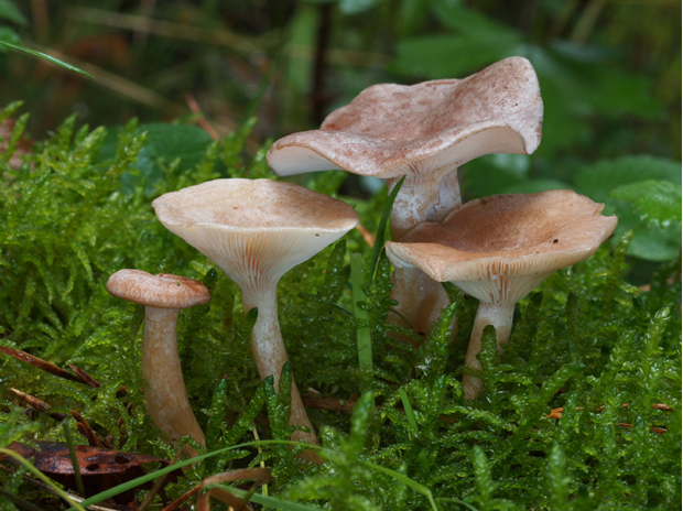 荒野维生野菜系列—浅灰香乳菇