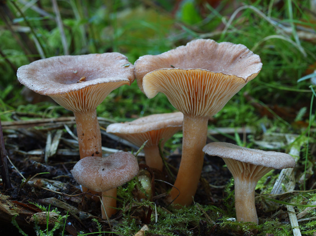 混交林中地上,群生或散生浅灰香乳菇子实体幼体外观菌盖初期扁半球形