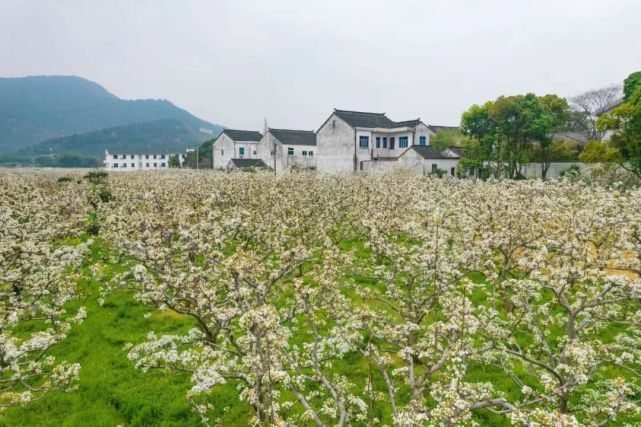 的油菜花随风摇曳与纯白的梨花相映成趣合奏一曲动人的田园赞歌有山