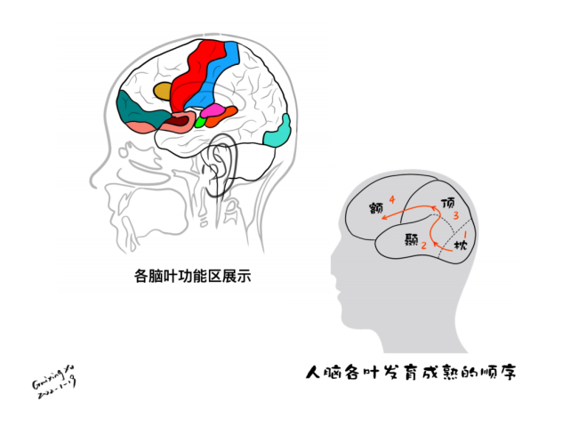 脑皮层的分叶,额叶及顶叶的结构,功能及受损表现【全了】