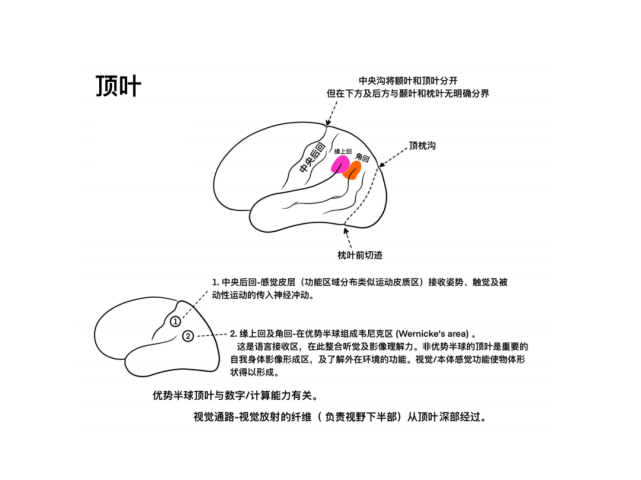 脑皮层的分叶,额叶及顶叶的结构,功能及受损表现【全了】