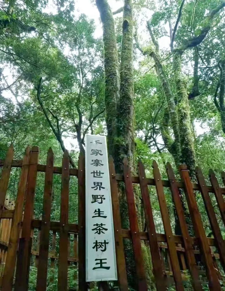 还有我们这次分享的千家寨,拥有树龄高达2700年的野生茶王树,被认为是
