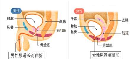 男性尿道长约20厘米,女性尿道口短,离肛门口近,细菌容易从肛门进入