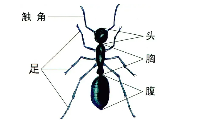不过大部分的昆虫都没有肺部,都是通过外骨骼的呼吸孔进行呼吸的,蚂蚁