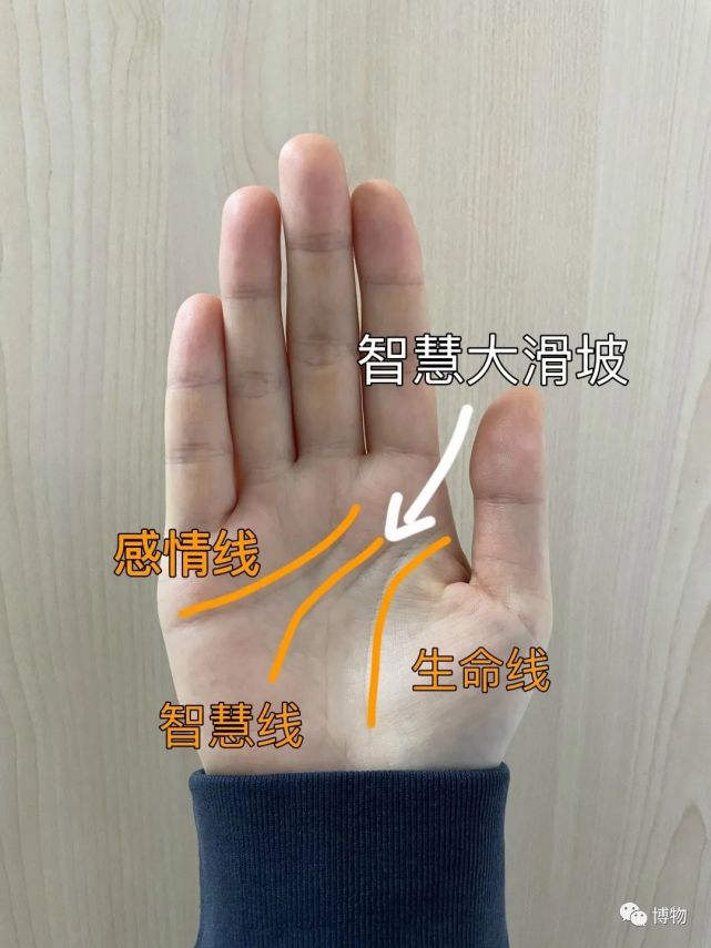 位于前两者之间,斜贯掌心的 "近侧横褶纹",就是手相所谓的"智慧线".
