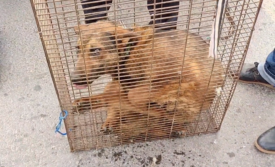 狗市里被拽近百米的狗狗还是被夹上狗肉笼狗贩这狗吓都吓毁了可怜人