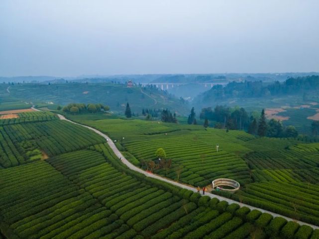 以茶带旅 以旅促茶——春天的雅安茶园有多美