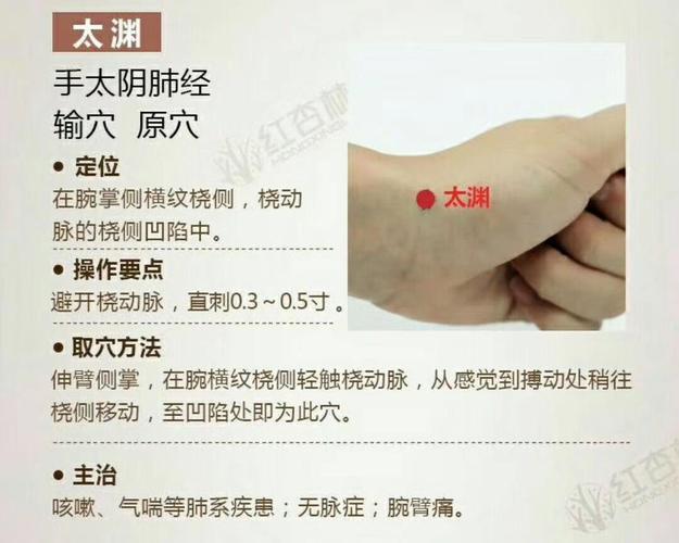 一针见效的针灸穴位 五腧穴的补肺气要穴 太渊穴