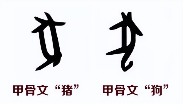 "猪"这个汉字是一个后造的字,最初的甲骨文中猪其实就是"豕(shǐ)"