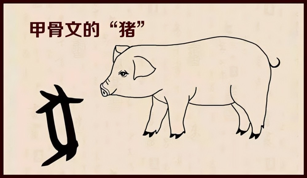 最初的甲骨文中猪其实就是"豕(shǐ,象形如下图,一个猪的形象,肥胖