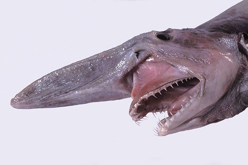 鲨鱼身上怎么长了一张猪脸