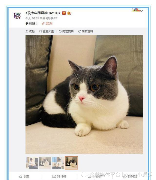 肖战绿洲晒"坚果"照片:看到这个小可爱了吗?是我的!_腾讯网