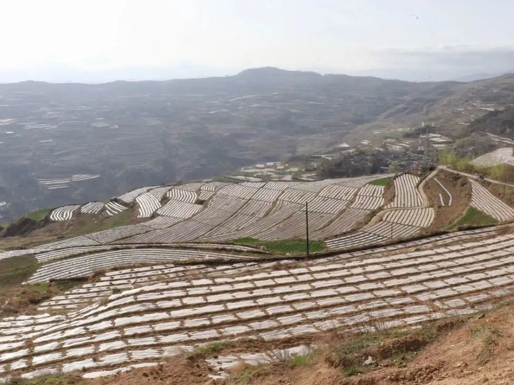 (观摩四门镇罗湾咀儿架豆种植基地(观摩龙台镇董庄村美丽乡村建设