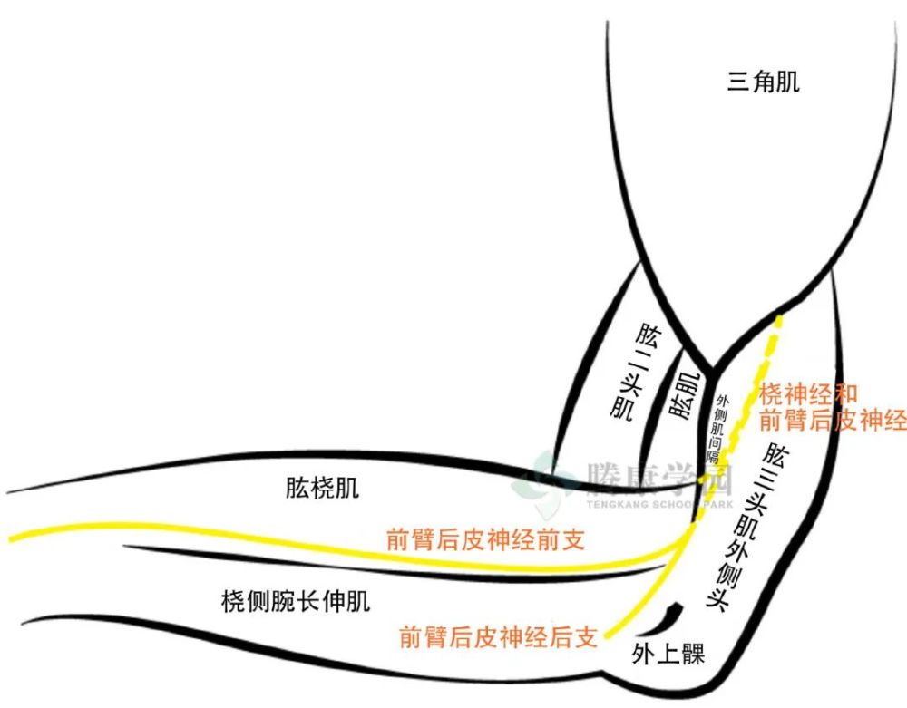 前臂后皮神经,起源于臂后外侧的桡神经,靠近桡神经沟和外侧肌间隔.