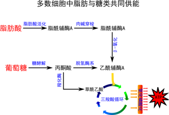 与碳水化合物有氧代谢不同的是,脂肪代谢的过程中经过三羧酸循环过程