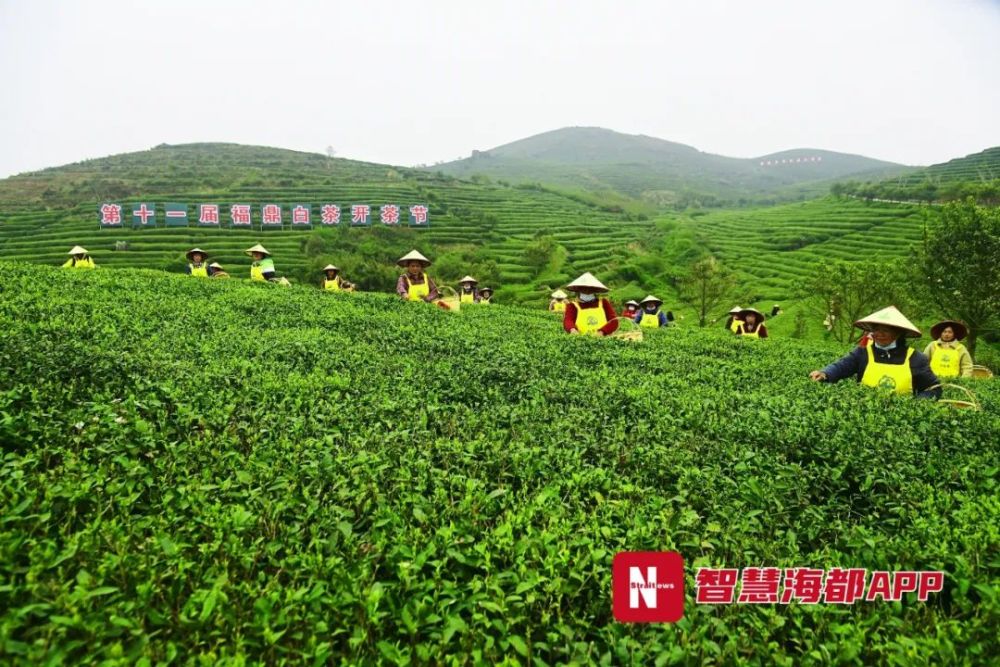 开茶喽第十一届福鼎白茶开茶节线上拉开帷幕