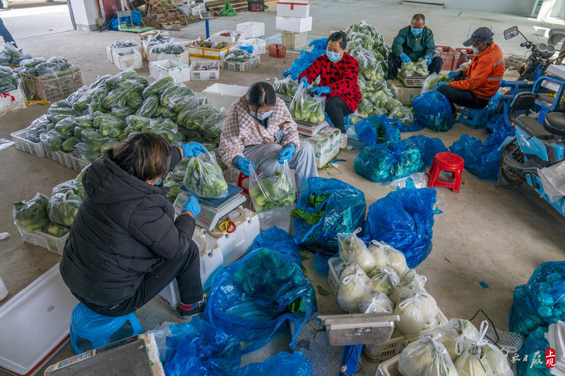 198下载|198最新注册|198平台地址网站_芜湖钰岚花木工程有限公司、芜湖绿化养护、芜湖园林养护、芜湖园林工程