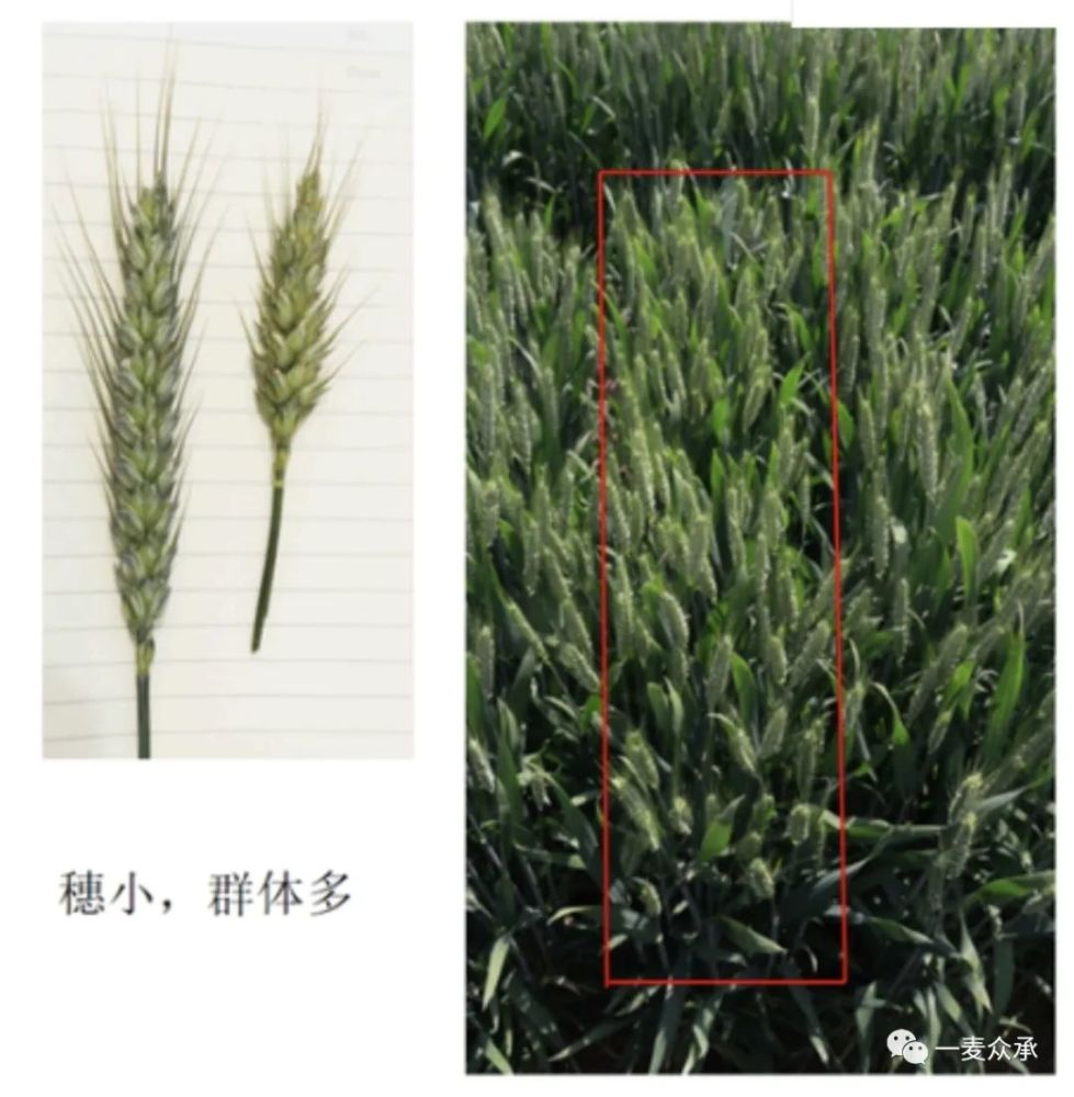 年10月15日将收获的m1单株分株播种于河南科技学院辉县小麦育种试验地