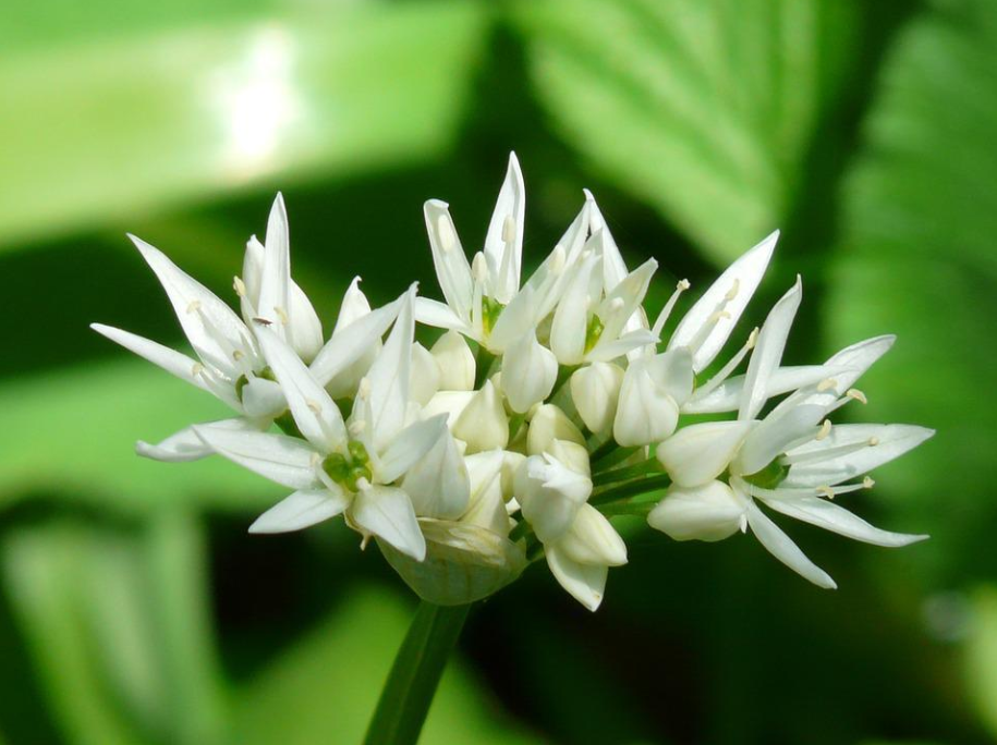 每日一花331野蒜铃阁宴盘留薤白