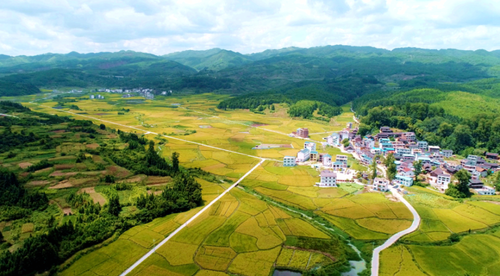 州级生态村:岑巩县客楼镇下寨村,百亩荷花竞相绽放,村民走上致富路.