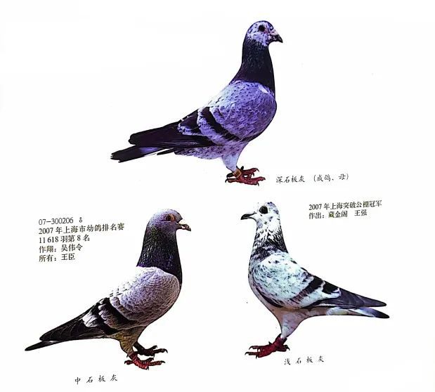 人们不能从鸽子羽色看出是耐力鸽还是快速鸽,更不能根据羽色找出冠军