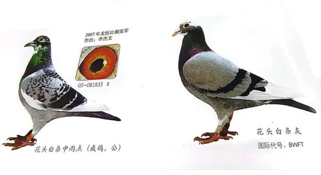 【鸽文化】赛鸽羽色的十二大分类,你最偏爱哪一种?