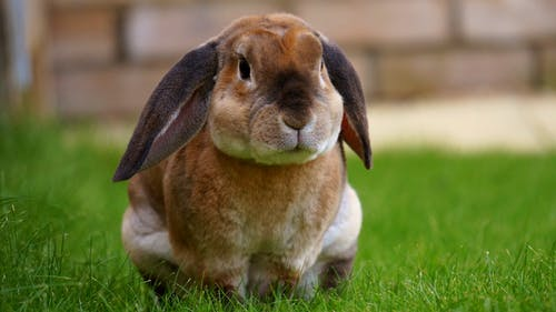 垂耳兔又名美国长毛垂耳兔,也就是说它们来自于美国,是由美国人由带有